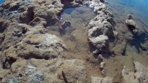 Каменные и песочные крабы Средиземного моря