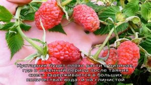 Малина Исполин