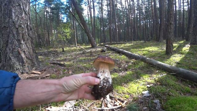 боровики ГИГАНТЫ ... смотреть онлайн