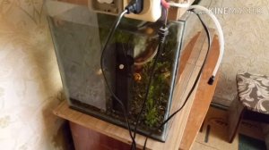 Инкубация кладки улиток ампулярий！