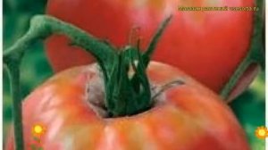 Томат обыкновенный Аппетитный. Краткий обзор, описание характеристик, где купить семена