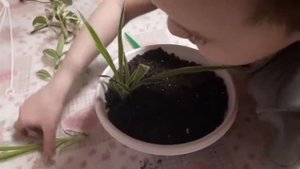 Сажаю разные цветы в один горшок
