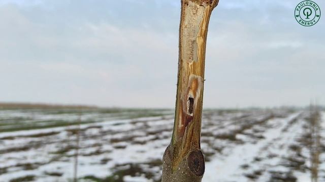 Павловния из семян и мороз -28°С. Как растет Павловния из семян? Обзор, сравнение.