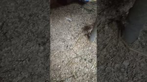 Чистота - залог здоровья! Осушитель подстилки.