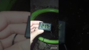 Лотосы зимуют второй год в погребе, скоро можно будет выносить на улицу.