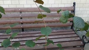 Купил саженцы фундука!