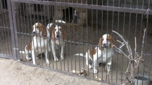 Щенки Эстонской гончей (эст. Eesti hagijas) .