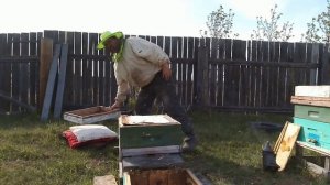 Пересадка зимовалых нуклеусов на 145 рамку.mp4