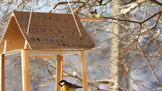 «Синичкин день 2015», Трофимов Андрей смотреть онлайн