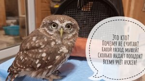 Сыч Лучик дождался нас ночью, встретил, познакомился с сычом Крошей. Сова Ёль выслушала меня утром