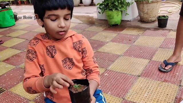 Adenium or desert Rose propogation from seeds and stem cuttings|Telugu Home Gardener | Plant Prunin смотреть онлайн