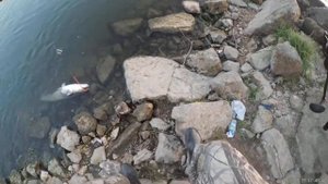 Ловля сома с берега на Оке