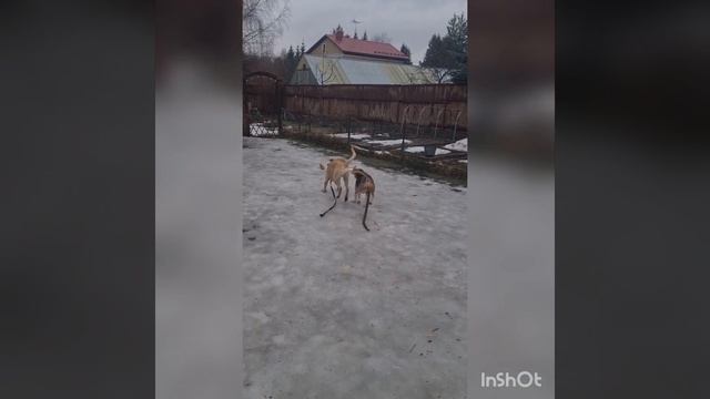 Спорт - наше всё! Фигурное катание⛸️?