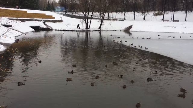 Утки вернулись в болото смотреть онлайн