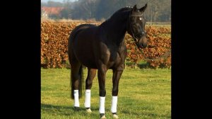 Топ 10 самых больших лошадей в мире