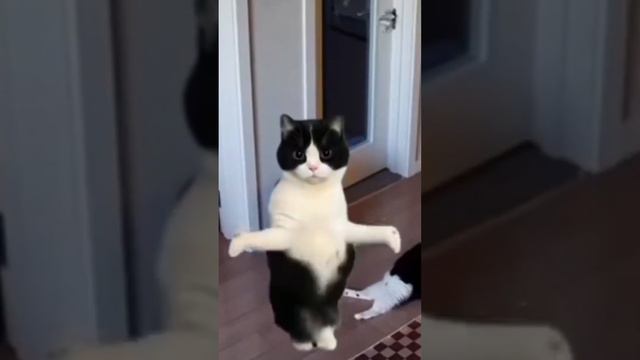 The best cell phone protective case alhamdulillah kebeli case hp 😁 смотреть онлайн