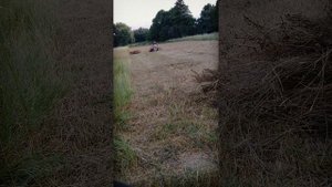 Вилы - волокуши к мотоблоку.