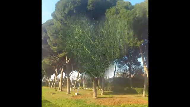 Растительность Израиля***Цветущий Израиль:-) смотреть онлайн