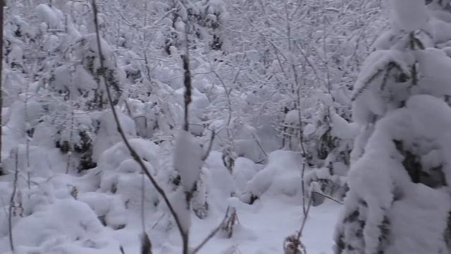 Загонная ОХОТА. КАПЕЦ. 17 декабря 2022г. смотреть онлайн