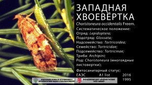 Западная хвоевертка (Choristoneura occidentalis Freem.)