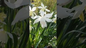 Mini Flower Meditation: Narcissus 'Thalia'