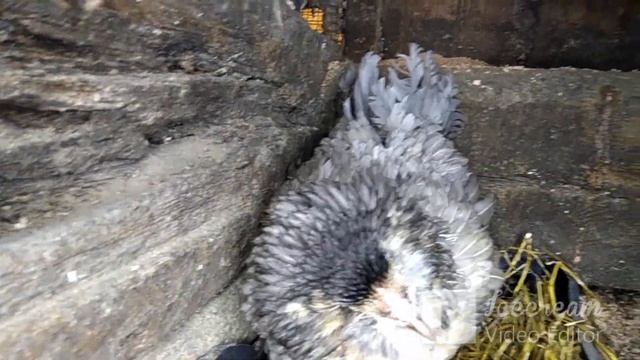 Супер куры Амераукана. Куры несущие пасхальные яйца.