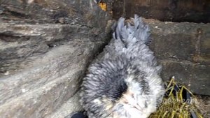 Супер куры Амераукана. Куры несущие пасхальные яйца.