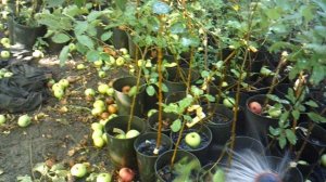 Полив сада дождеванием, с помощью насадки ЖУК