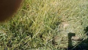 Восстановление заросшего водоёма- до конца пока дело не довёл