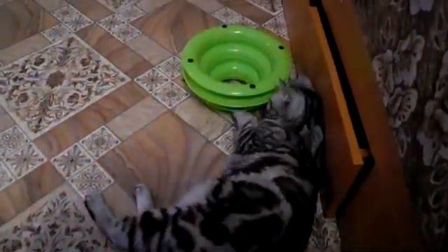Кошка играет игрушкой с Алиэкспресса