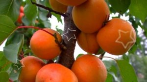 АБРИКОС ПОЛЬЗА И ВРЕД / абрикос польза противопоказания, свойства, витамин