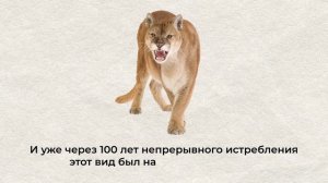 Флоридская_Пума