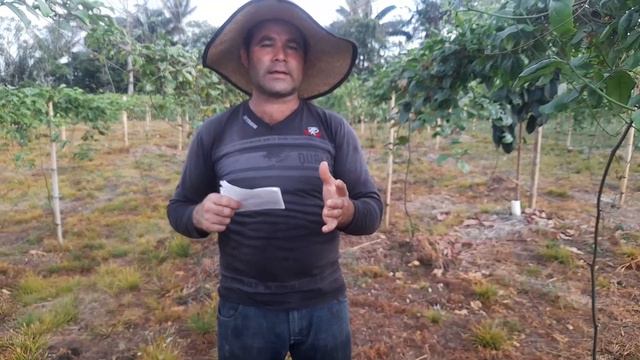 ¿Cuanto tiempo demora una planta de maracuya para empezar a florecer?. смотреть онлайн