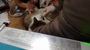 Берут анализы у кошки. Почечная недостаточность:( 16.10.2020