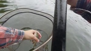 Ловля плотвы на пшеницу. Рыбалка на реке.
