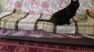 Кися Машечка - сначала поговорим, а поесть успеем