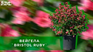 Вейгела `Bristol Ruby`