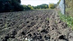 Вспашка огорода самодельным минитрактором ( сидераты).