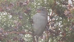 Туя и птички. Чем питаются птички осенью и зимой.