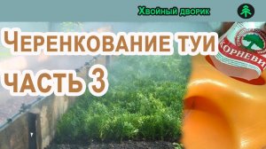 Черенкование хвойных часть 3. Посадка черенка туи Смарагд. Питомник "Хвойный дворик".