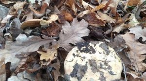 грибы дуньки (свинушки)