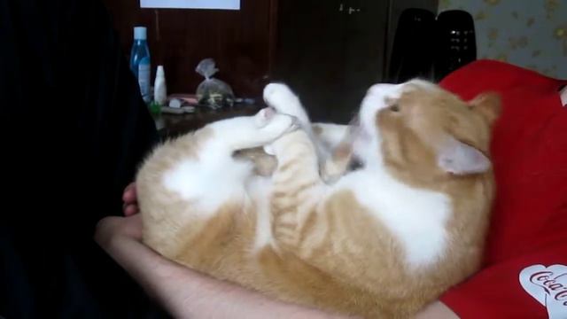 cat bites its tail (кот грызёт свой хвост) смотреть онлайн