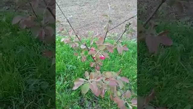 Красномясые яблони. Цветение.