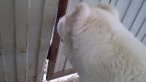 Алабай на охране.Умка на охране