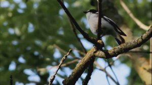 Мухоловка-белошейка - Ficedula albicollis.mp4