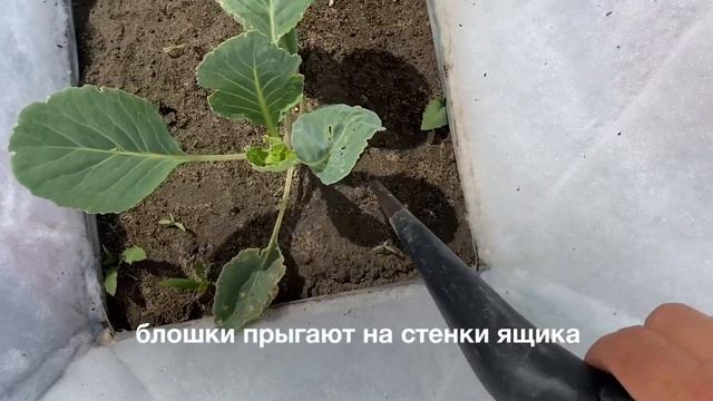 Учет блошек на капусте, Овощной город смотреть онлайн