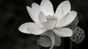 Amrit Kirtan - Waah Yantee