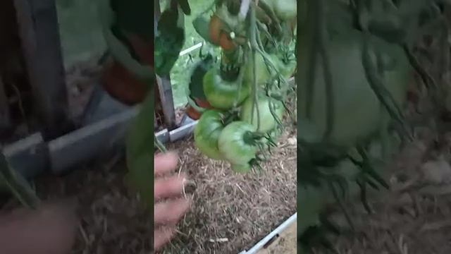 Томаты выращенные с микоризой. Продолжение. смотреть онлайн