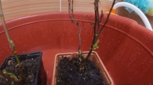 Продолжение отзыва интернет-магазина Семена.ру