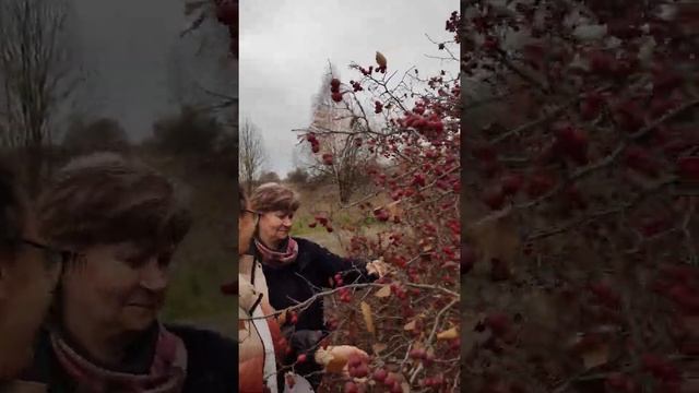 #Shorts ПЛОДЫ БОЯРЫШНИКА, СБОР ПЛОДОВ БОЯРЫШНИКА, СВОЙСТВА ПЛОДОВ БОЯРЫШНИКА/ЖИВУ на СЕЛЕ*СЕЛЯНИН смотреть онлайн